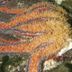 Underwater photograph of sick and dying sunflower star.